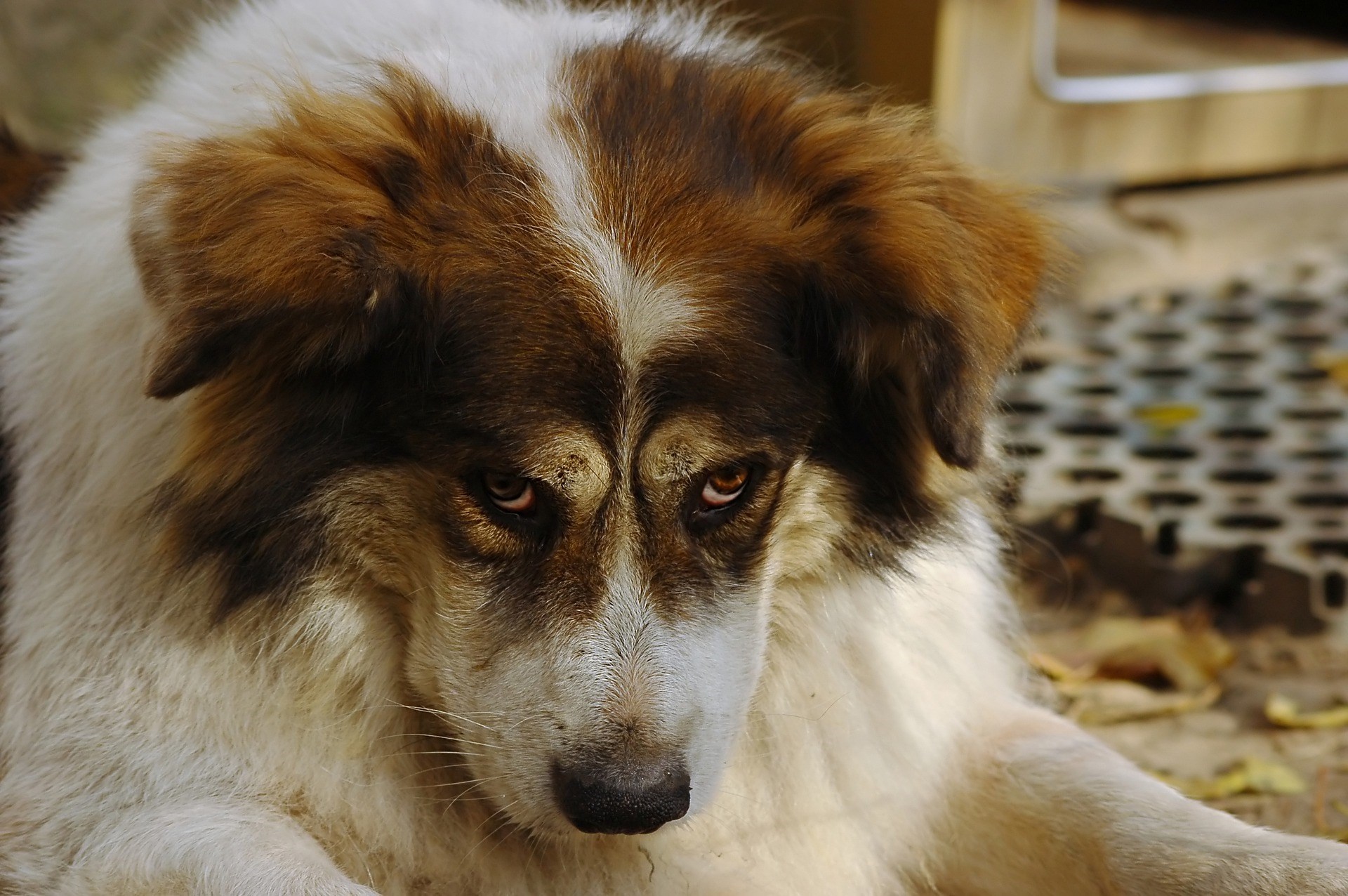 Lurvig hund som tittar under ögonbrynen