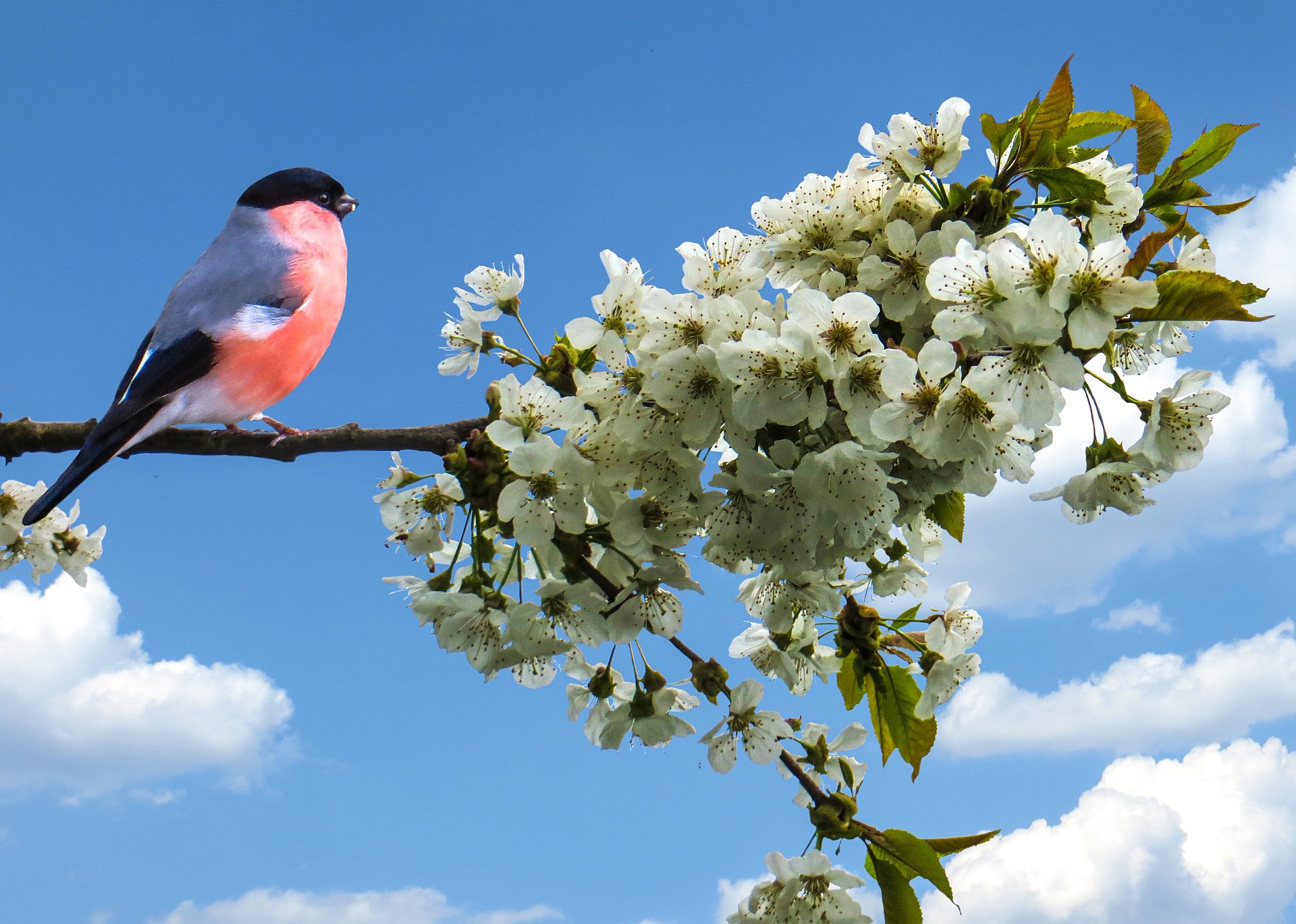 Fågel på gren med blommor